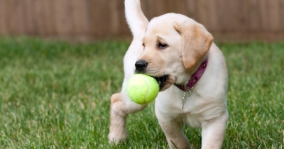 Awesome Dog!