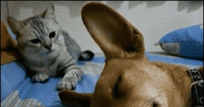 Cat Slaps Sleeping Dog