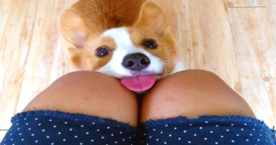 FUNNIEST CORGI VIDEOS
