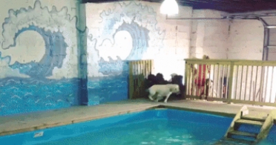 Heaven for Dog Lovers!