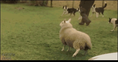 Lamb thinks he's a puppy