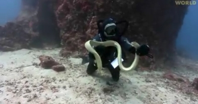 Sea snake