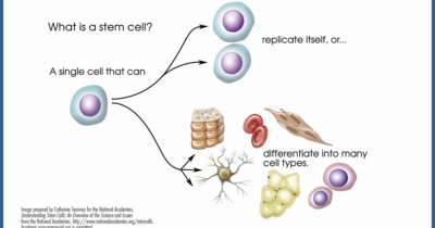 Stem Cell Regenerative Therapy
