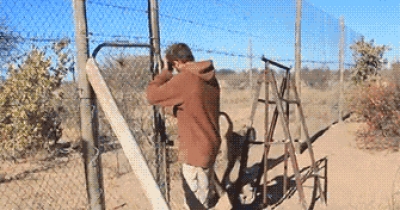 That Lion Seriously Loves That Man