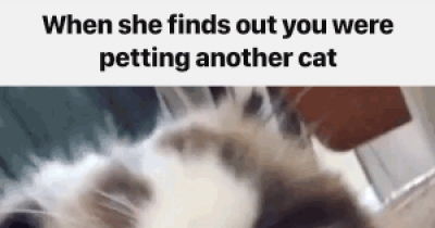 When she finds you were petting another cat!