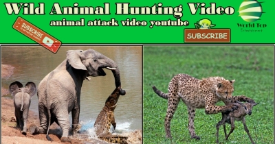 wild animal hunting Mix video,animal hunting