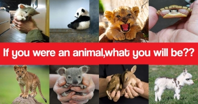 If you were an animal , Which animal you will be??